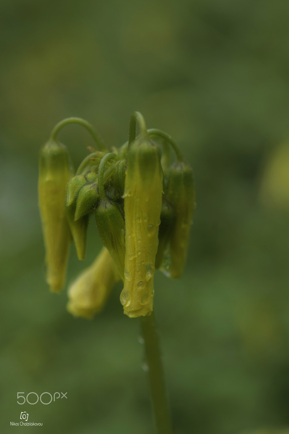 Sony FE 50mm F2.8 Macro sample photo. Yellow photography