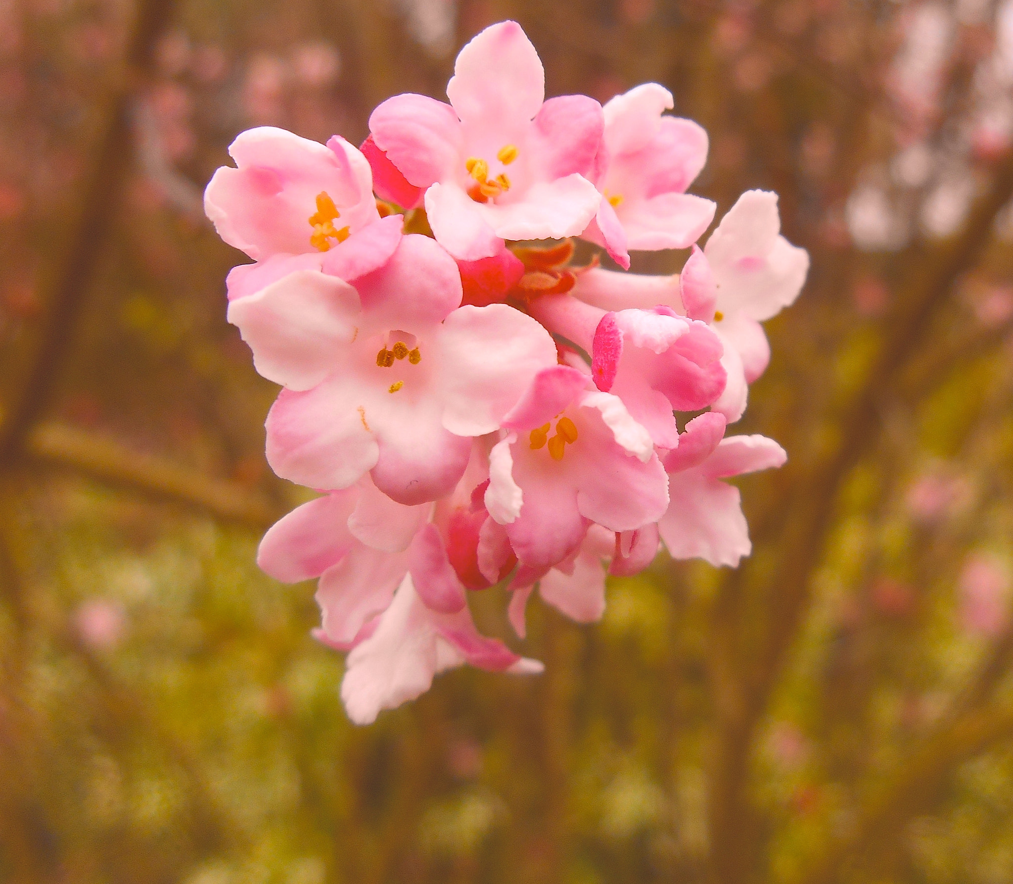 Nikon COOLPIX S3400 sample photo. Winter blossom photography