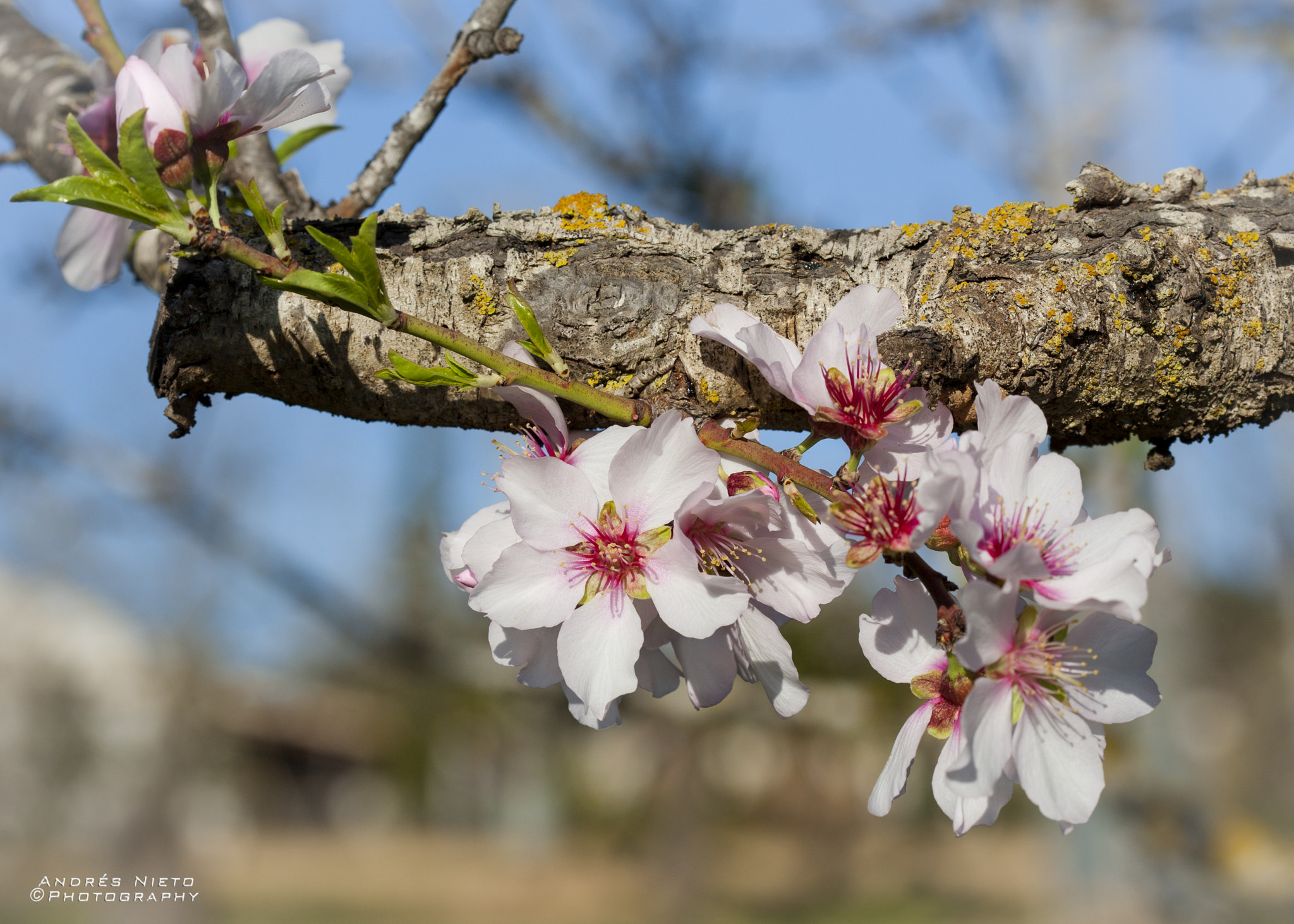 Canon EF 100mm F2.8 Macro USM sample photo. Flor de almendro photography
