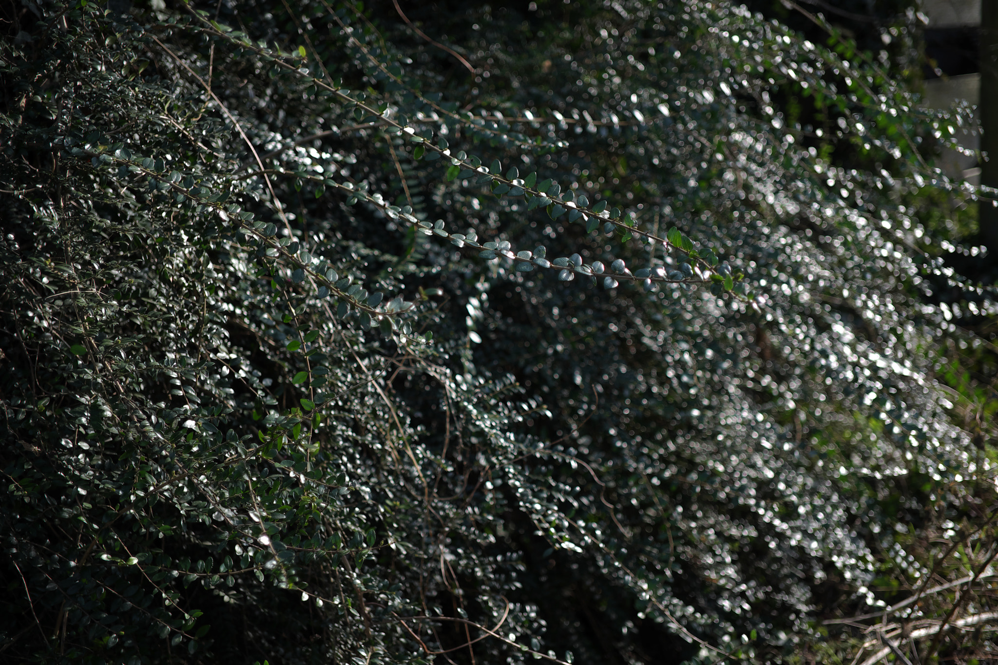 Fujifilm X-E1 + ZEISS Touit 32mm F1.8 sample photo. Early spring light photography