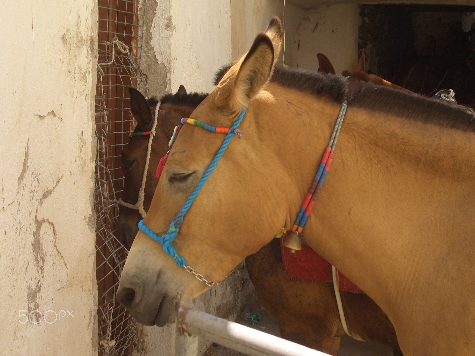 CASIO EX-Z55 sample photo. Yasu donkey photography