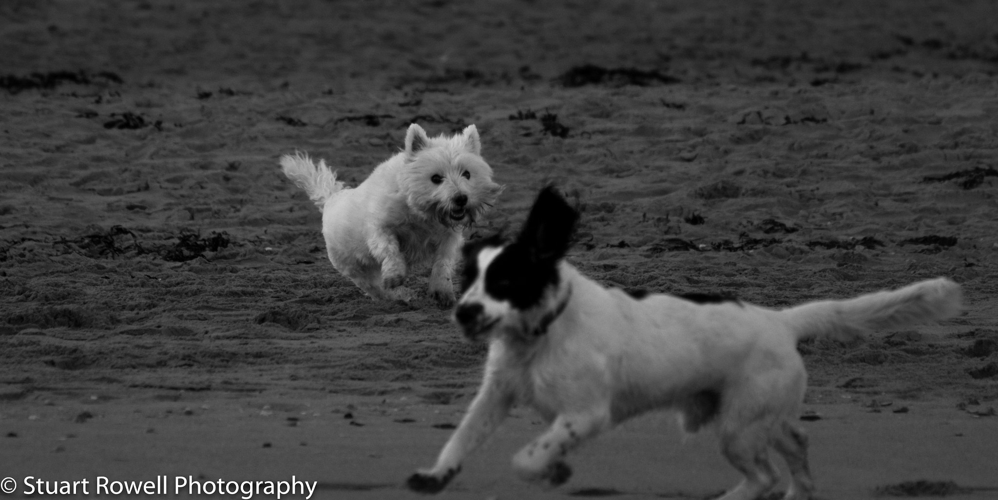 Sony 75-300mm F4.5-5.6 sample photo. Fun ! photography