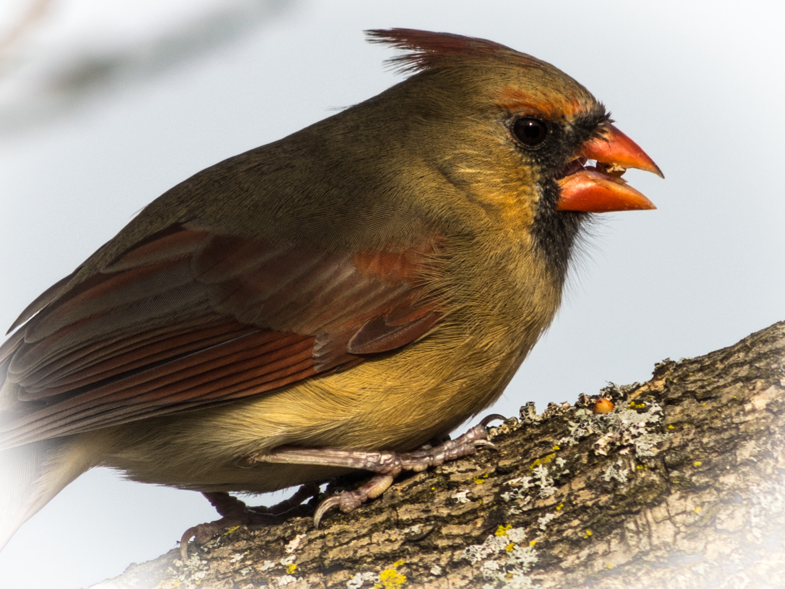 HD Pentax DA 55-300mm F4.0-5.8 ED WR sample photo. Female cardinal photography