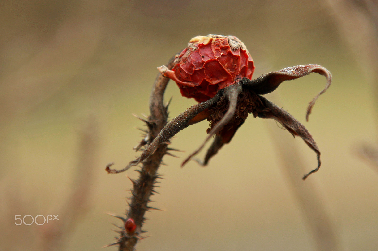 Canon EOS 1200D (EOS Rebel T5 / EOS Kiss X70 / EOS Hi) sample photo. Rosehip photography