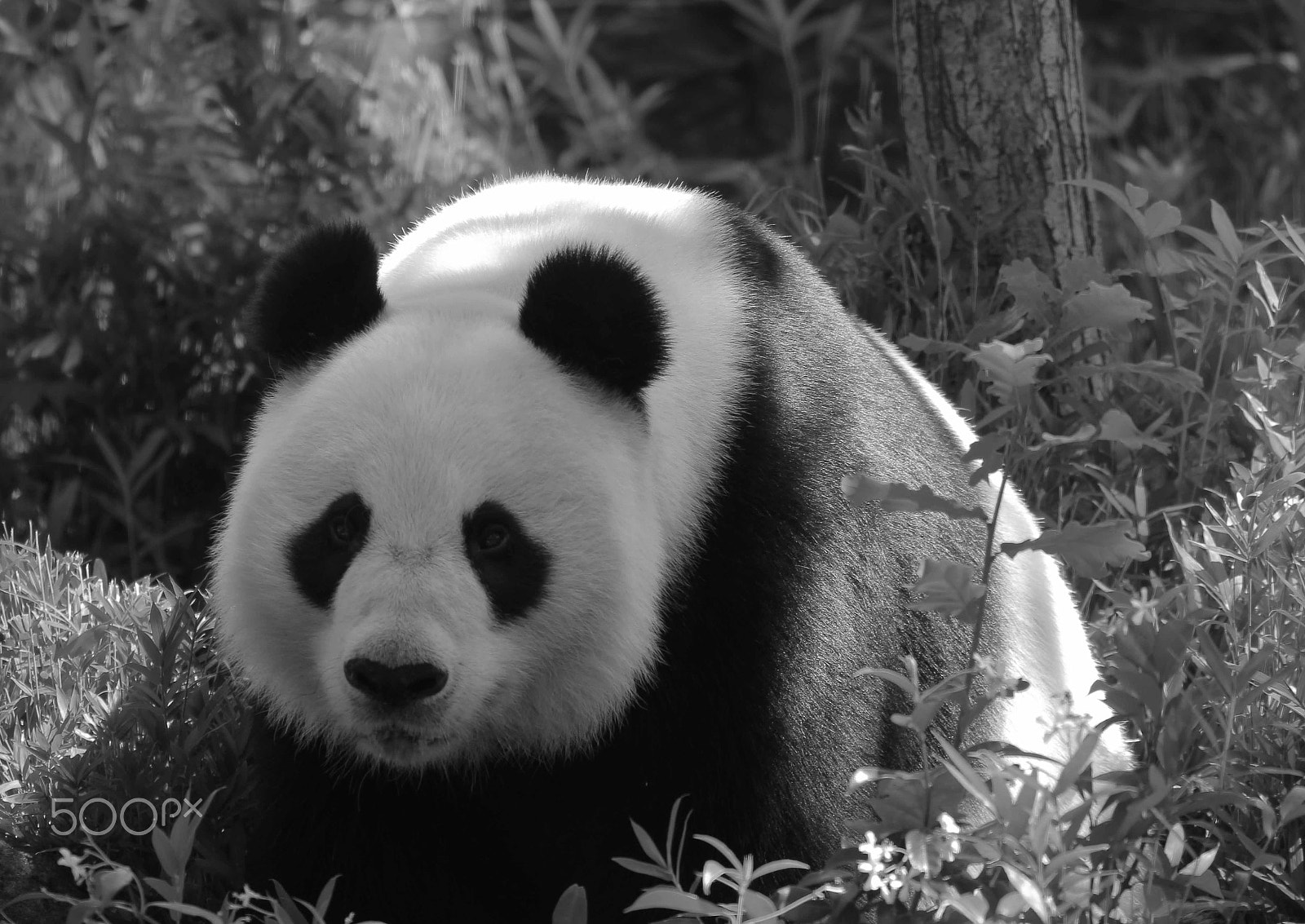 Canon EOS 550D (EOS Rebel T2i / EOS Kiss X4) sample photo. Giant panda photography