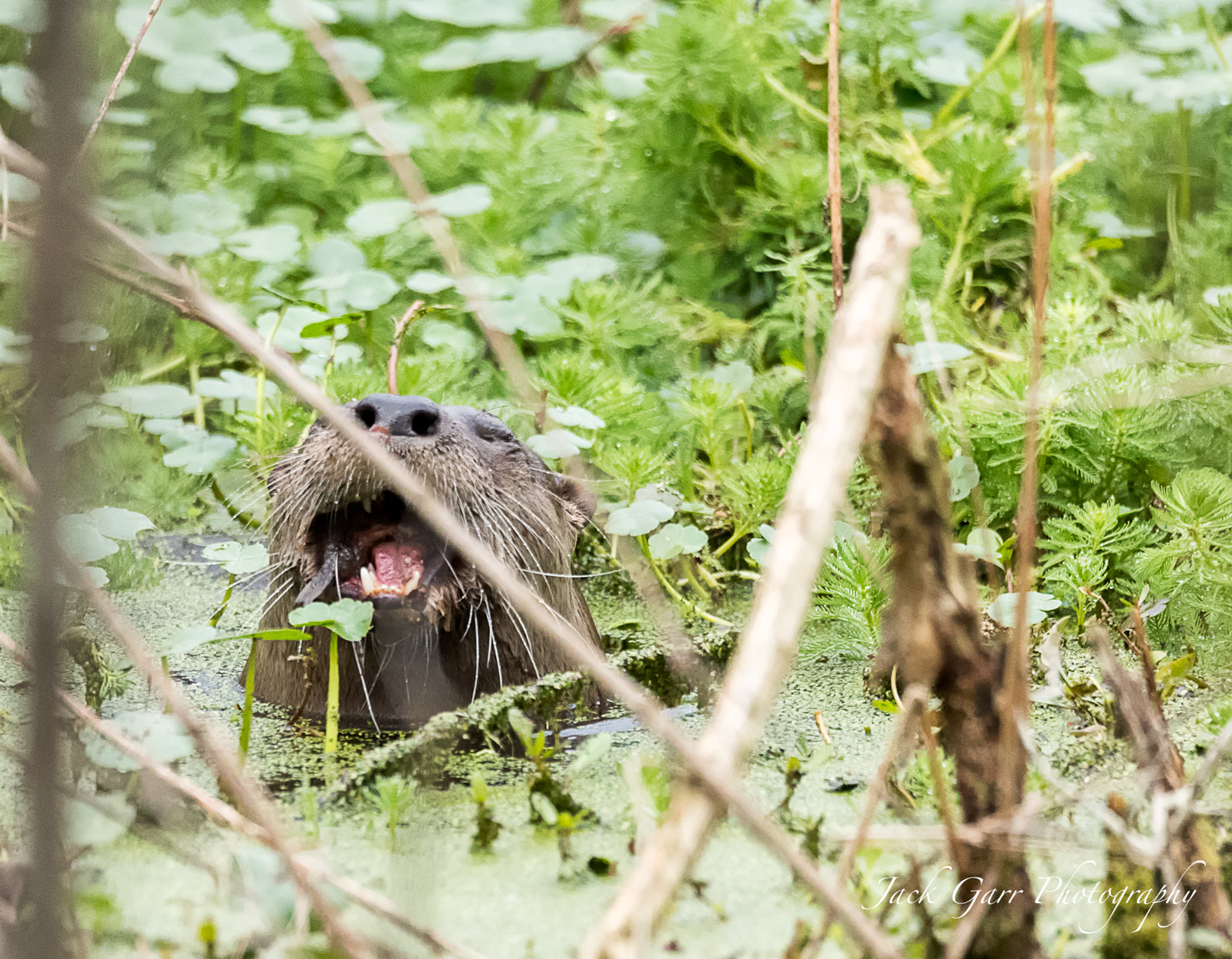 Canon EOS-1D X Mark II sample photo. Otter eating fish in swamp photography