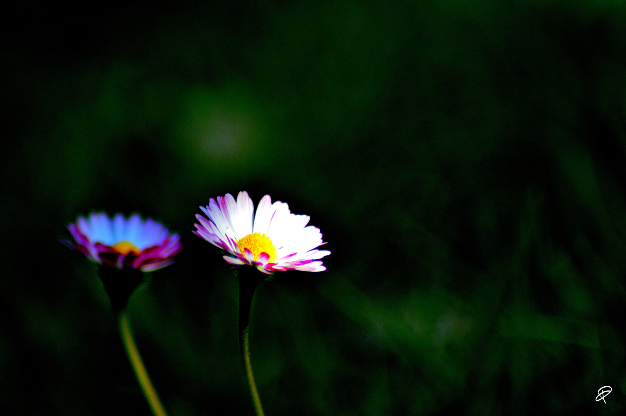Nikon AF Nikkor 70-300mm F4-5.6G sample photo. Kissed by the sun photography