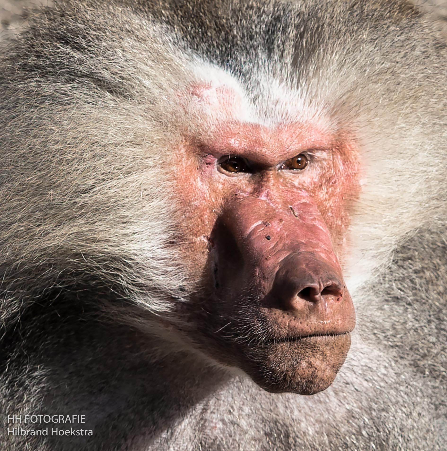 Canon EF 70-200mm F2.8L IS USM sample photo. Baviaan photography