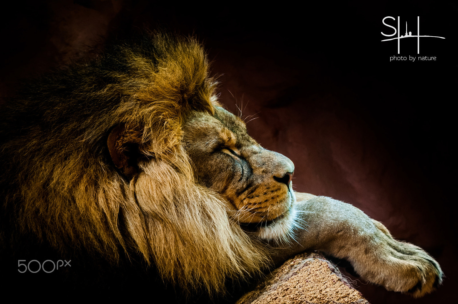 Nikon D300 sample photo. Lion king photography