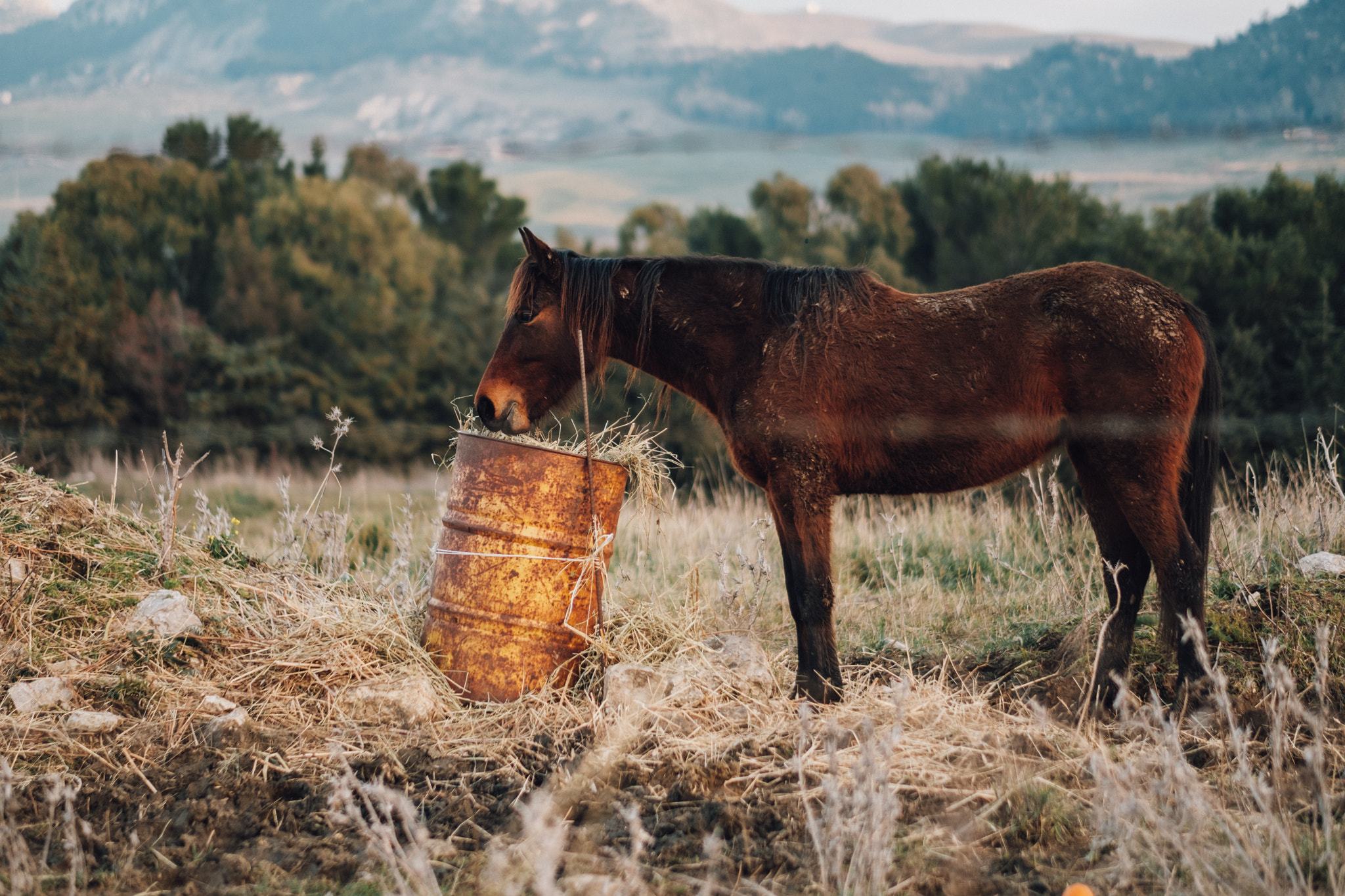 Fujifilm X-Pro2 sample photo. Just horsin' around. photography