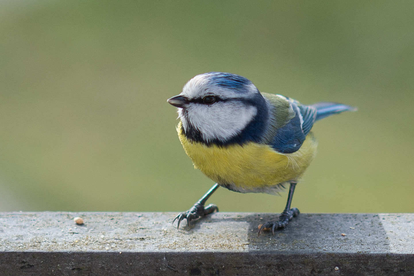 Nikon D610 sample photo. Bluetit photography