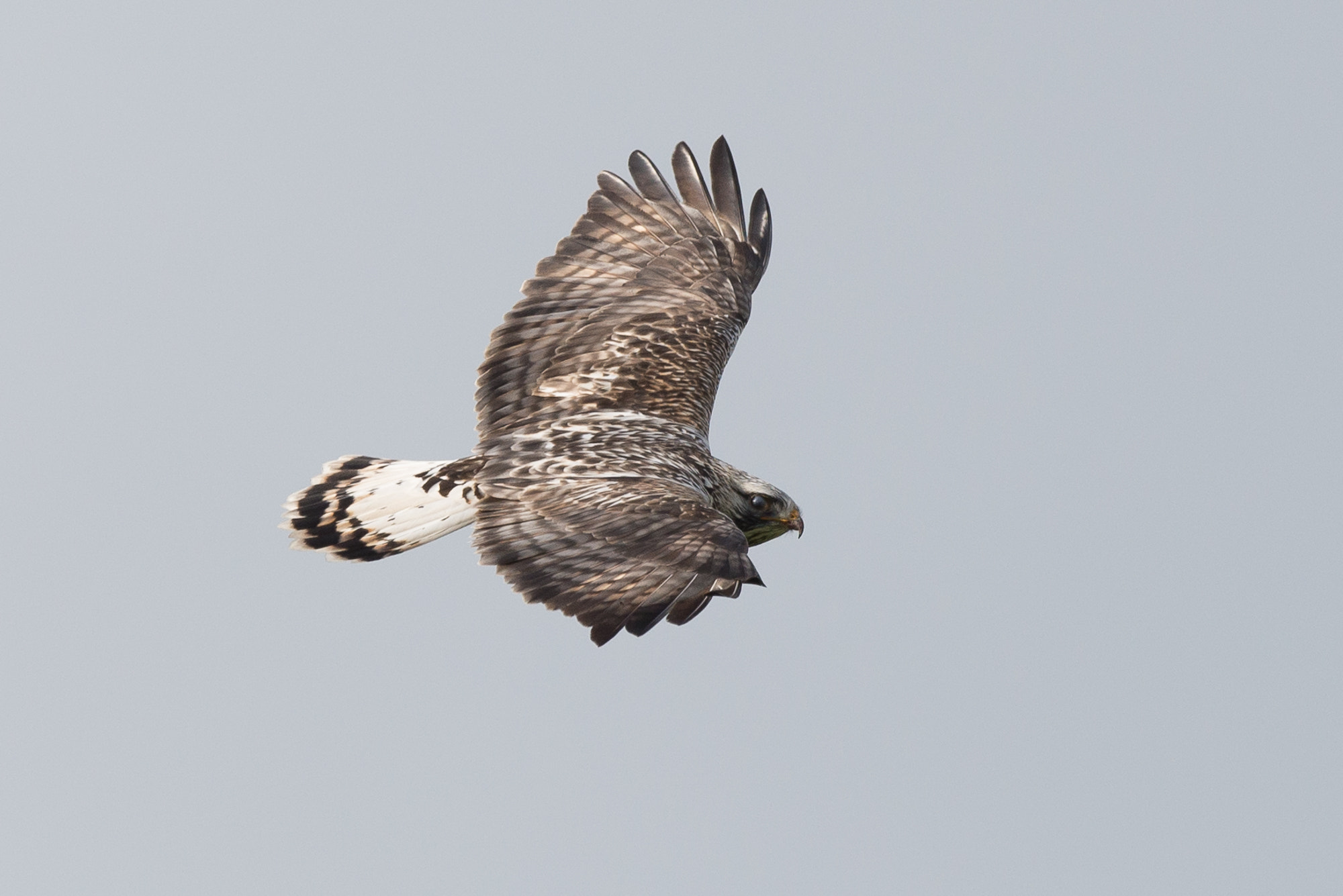 Nikon D610 + Nikon AF-S Nikkor 500mm F4G ED VR sample photo. Rough-legged buzzard photography