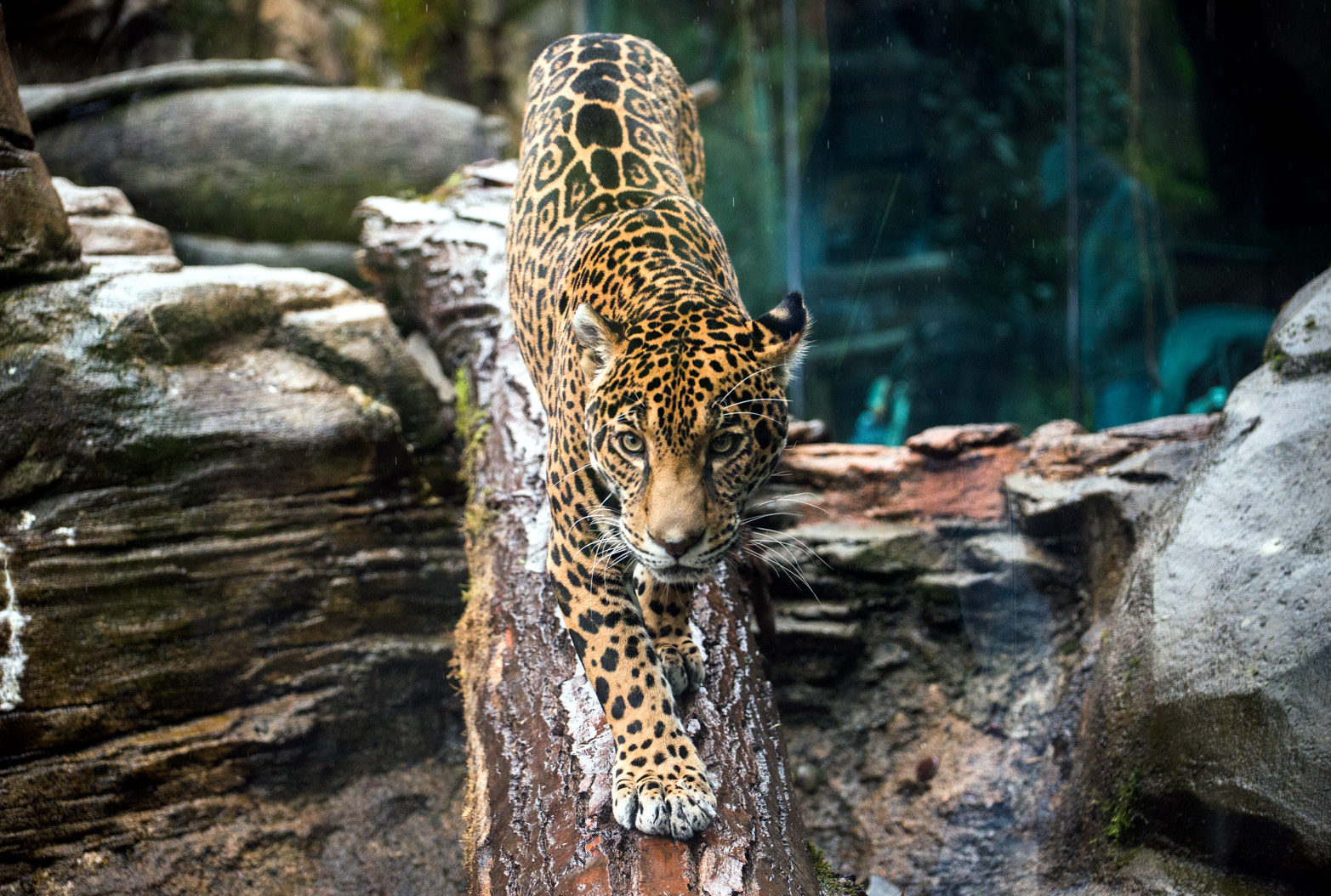 Nikon D800 sample photo. Junior the jaguar photography