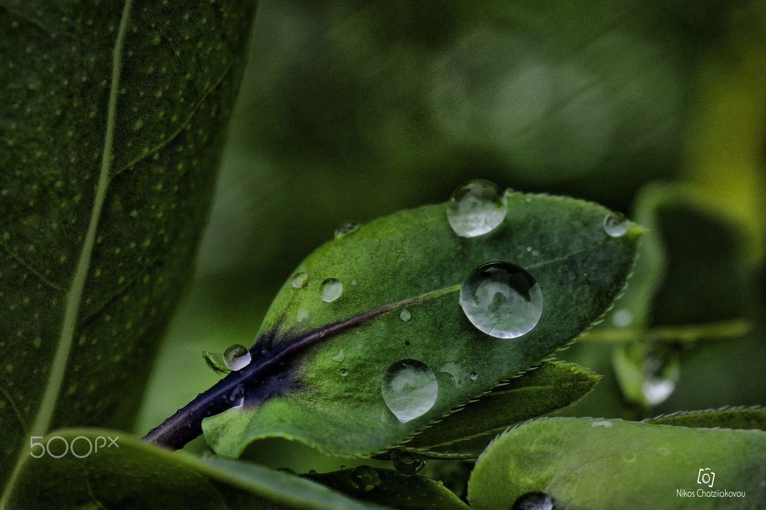 Sony FE 50mm F2.8 Macro sample photo. Green photography