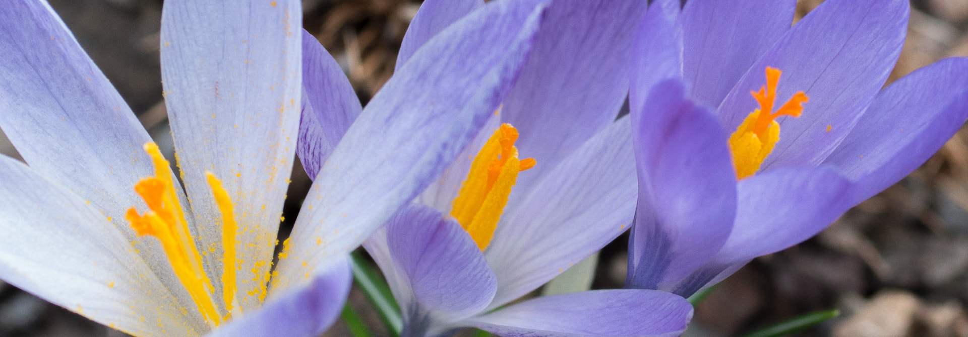 Pentax smc D-FA 50mm F2.8 Macro sample photo. Spring is coming!!!! photography