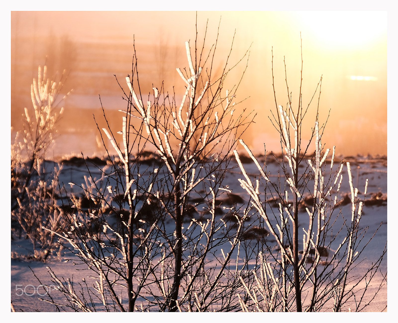 Fujifilm XF 18-135mm F3.5-5.6 R LM OIS WR sample photo. Icebranches photography
