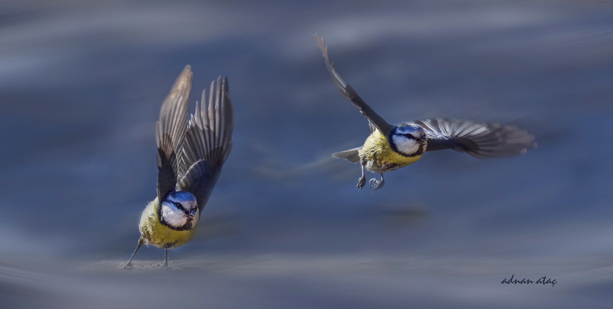 Sigma 150-600mm F5-6.3 DG OS HSM | S sample photo. Mavi baştankara - eurasian blue tit - cyanistes caeruleus photography