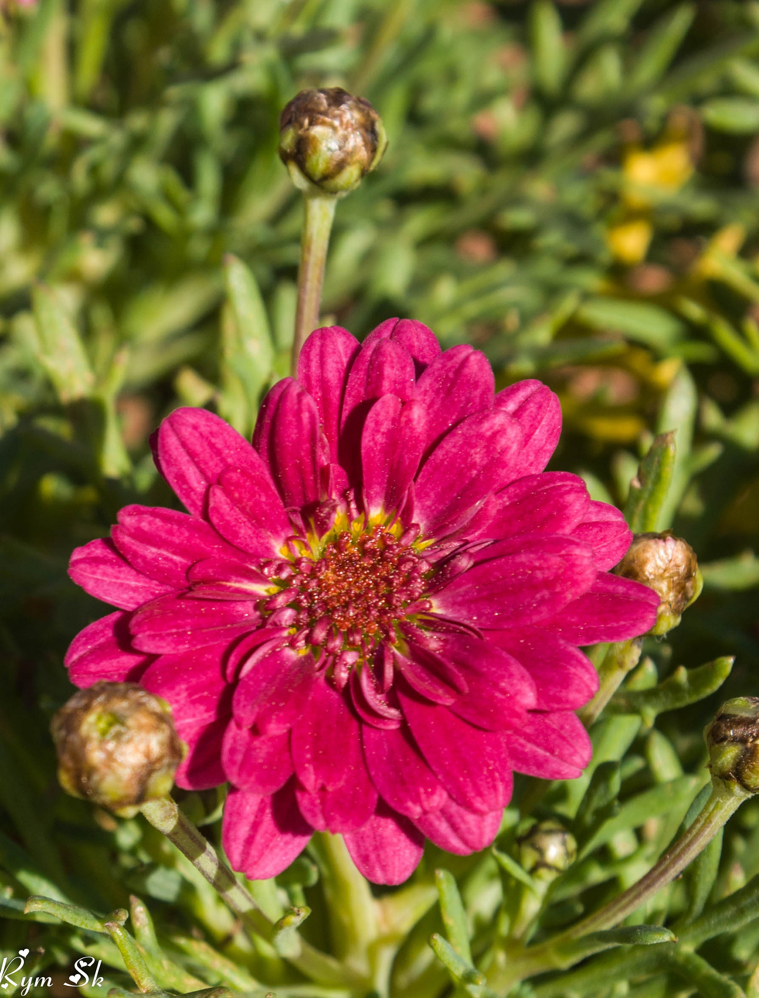 Sony Alpha DSLR-A700 sample photo