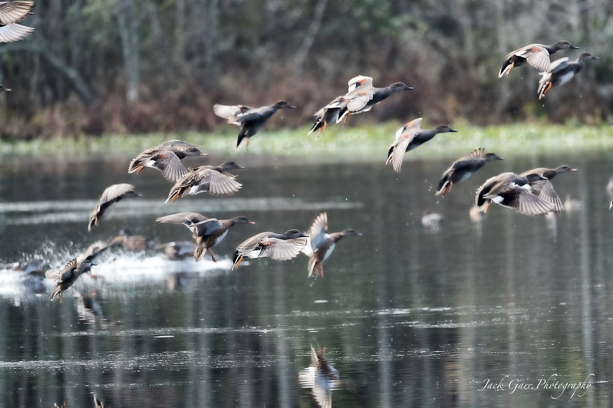 Canon EOS-1D X Mark II + 150-600mm F5-6.3 DG OS HSM | Sports 014 sample photo. Blue-winged teal take to flight photography