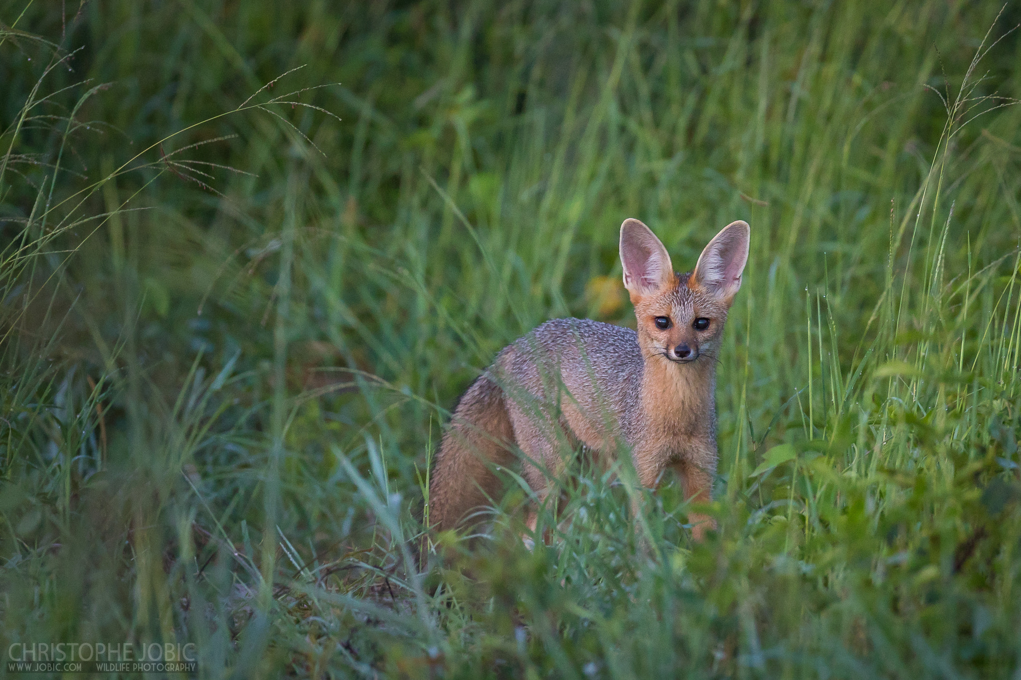 Canon EOS-1D X Mark II sample photo. Early morning speed dating with a cape fox photography