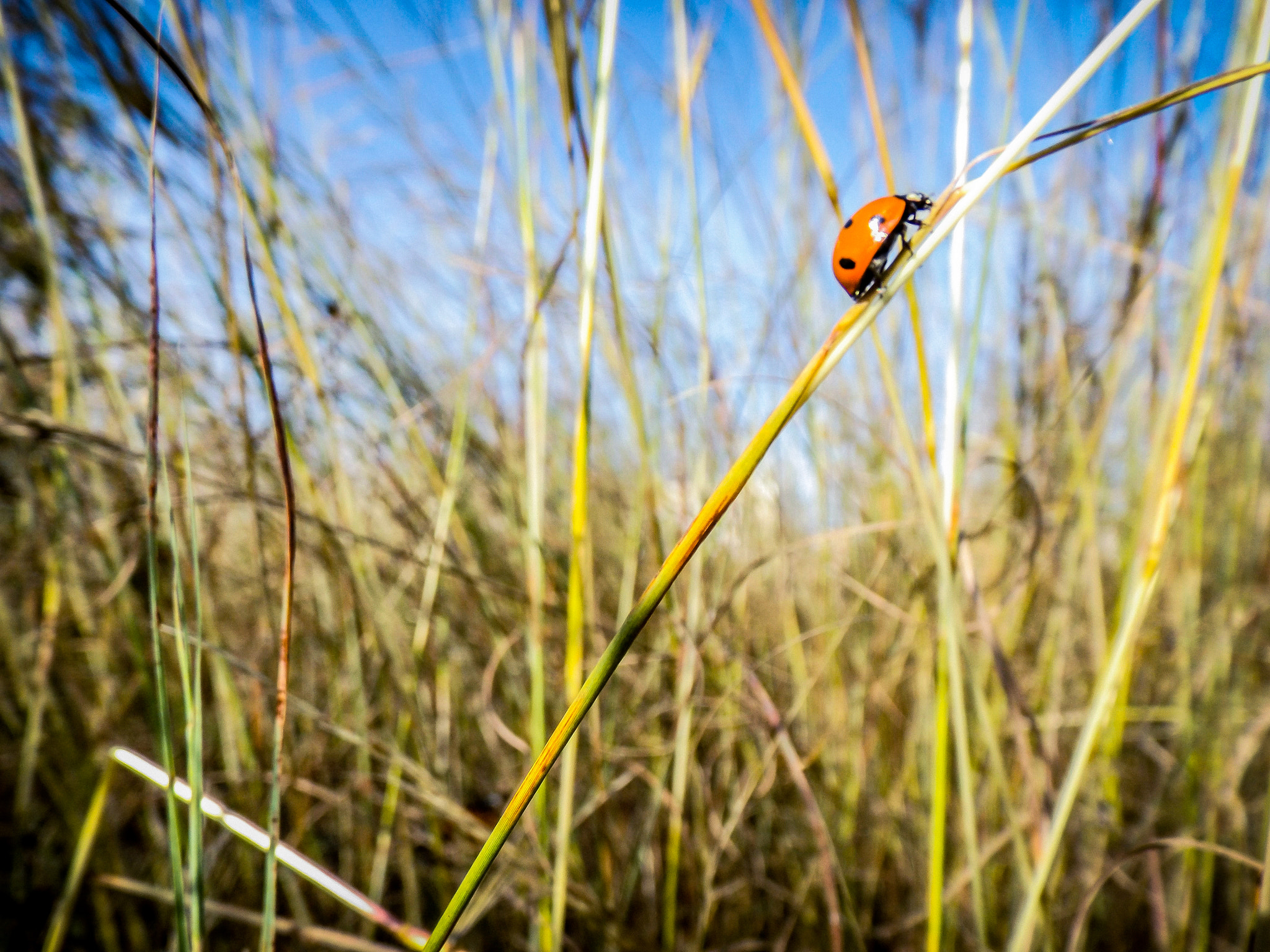 Fujifilm FinePix S4600 sample photo. Ladybug walk photography