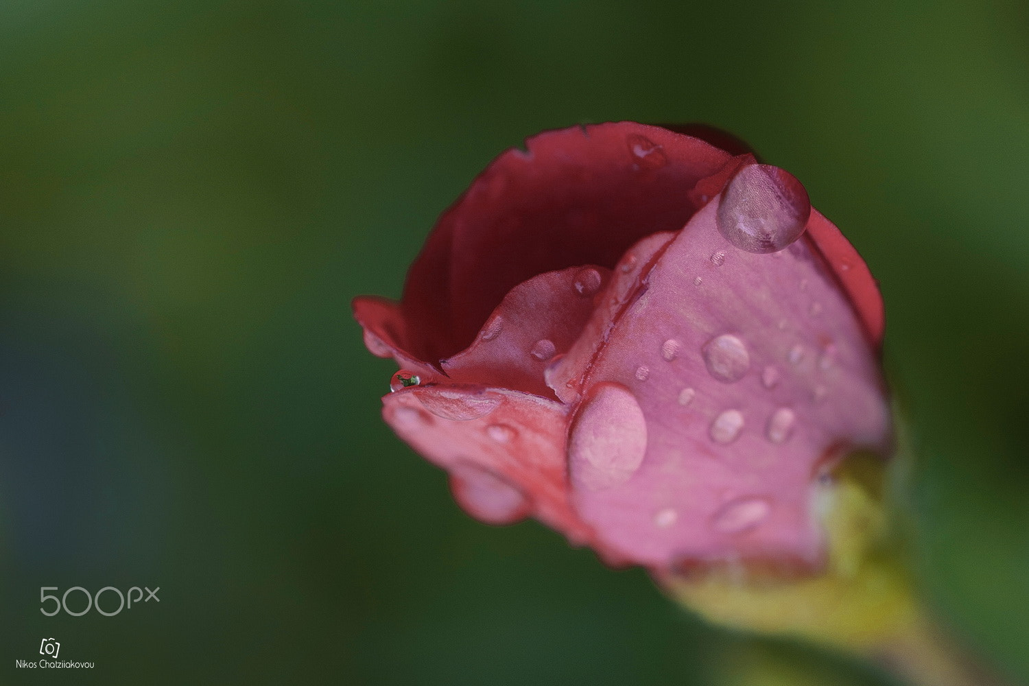 Sony a6500 sample photo. Flower photography