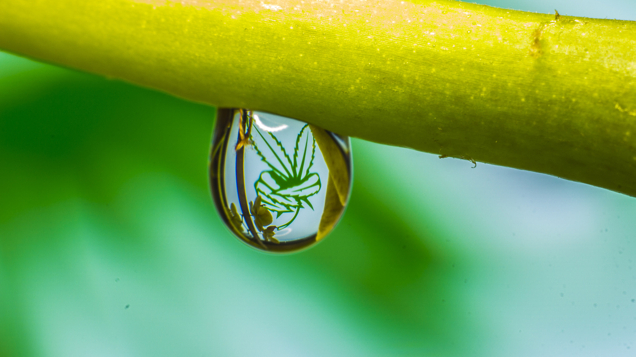 Canon EF 35-80mm f/4-5.6 sample photo. :) photography