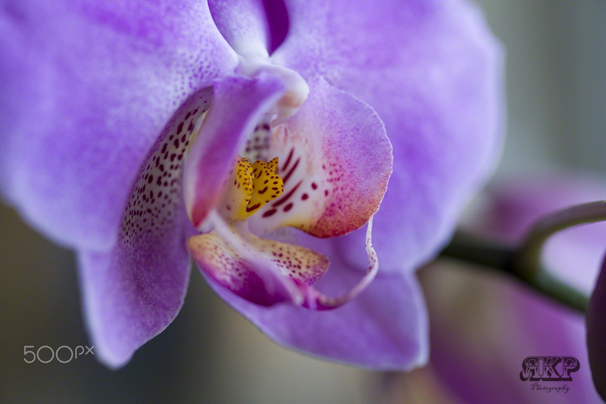 Sony a99 II sample photo. Orchidee photography