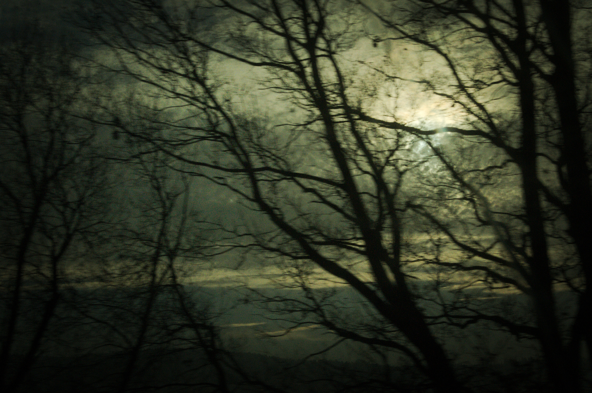 Nikon D300S sample photo. Forest photography