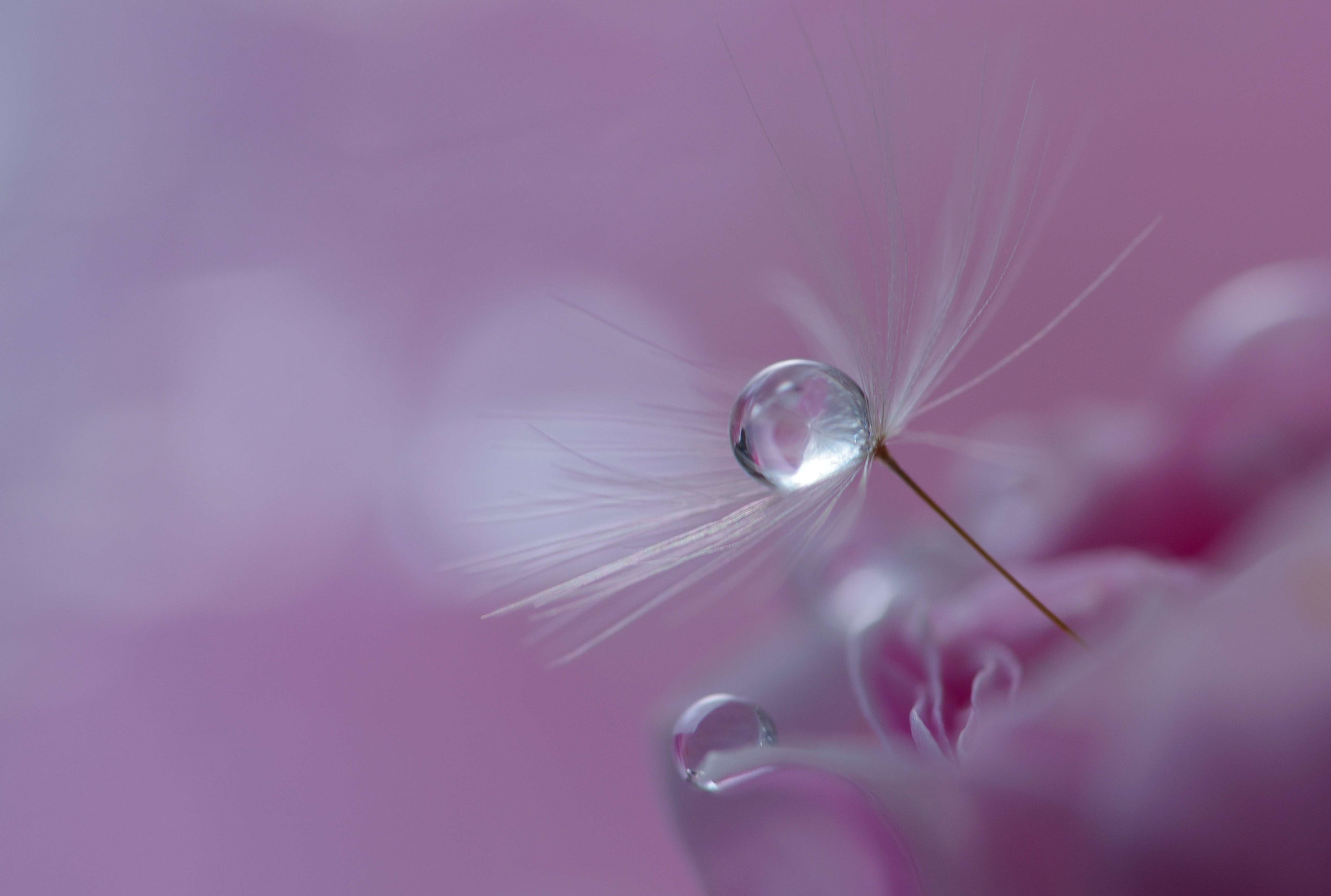 Sigma 105mm F2.8 EX DG OS HSM sample photo. Sweet mood photography