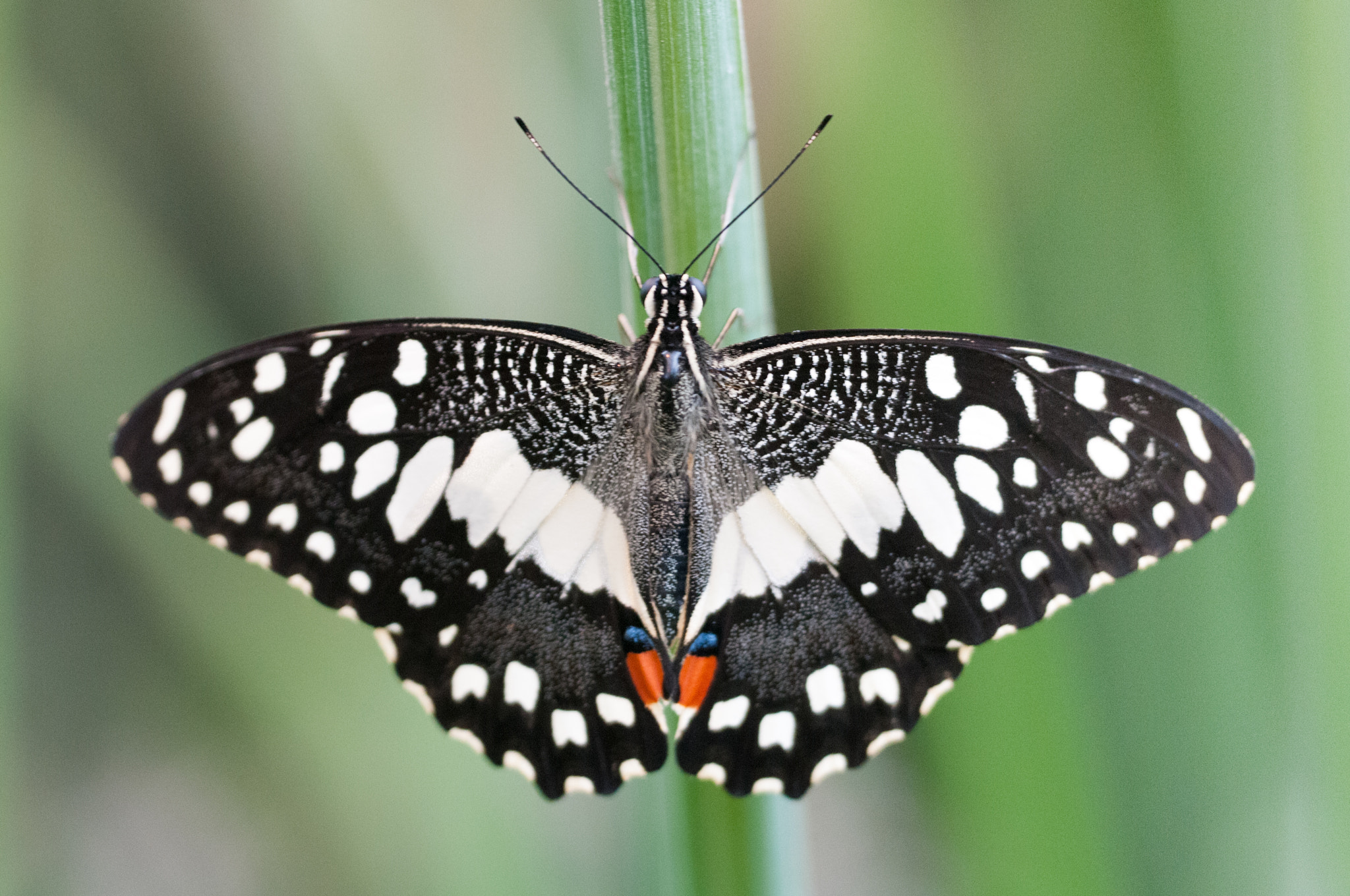 Sigma 150mm F2.8 EX DG OS Macro HSM sample photo. Papilio demoleus photography