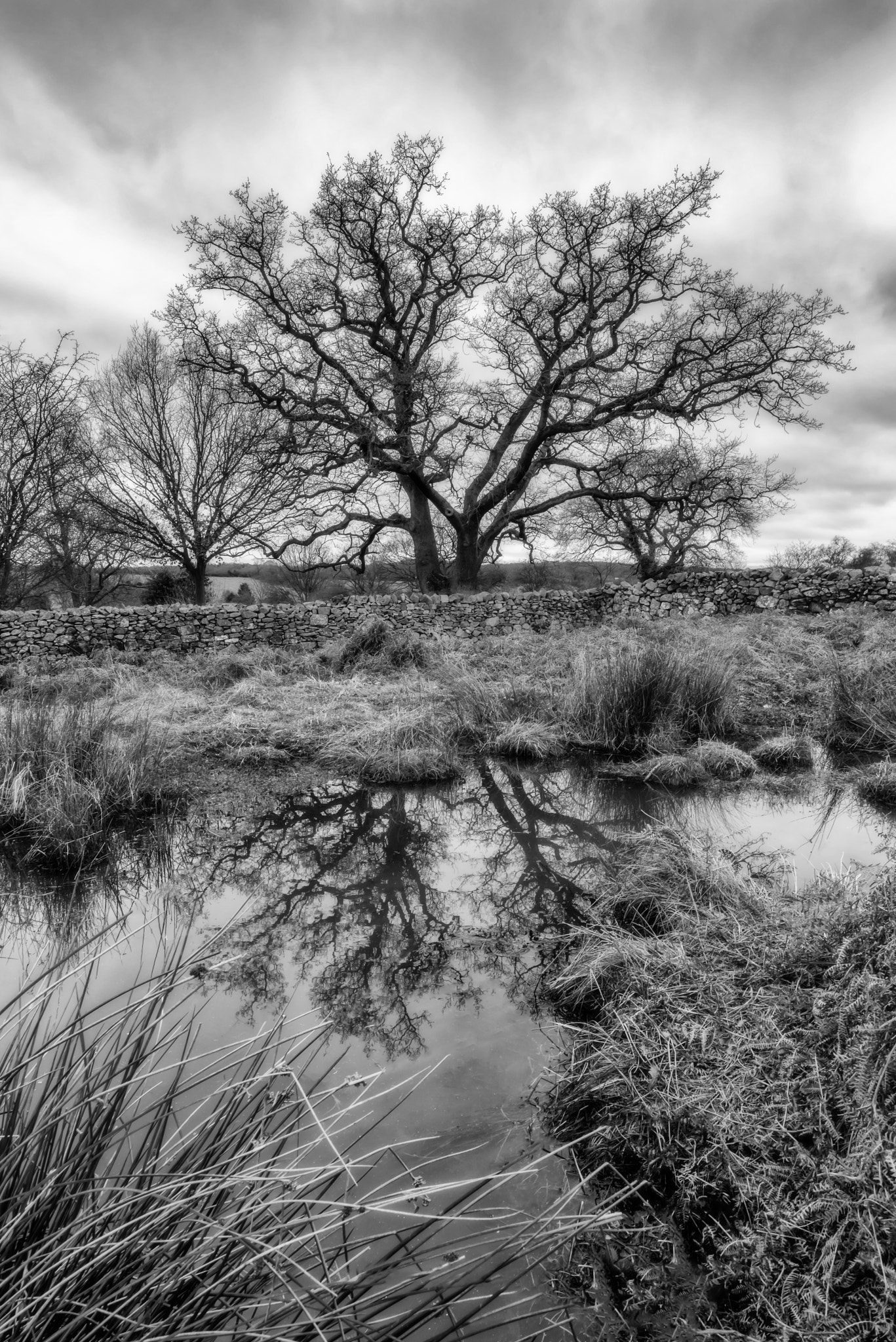 Nikon D810 sample photo. Reflection of winter photography