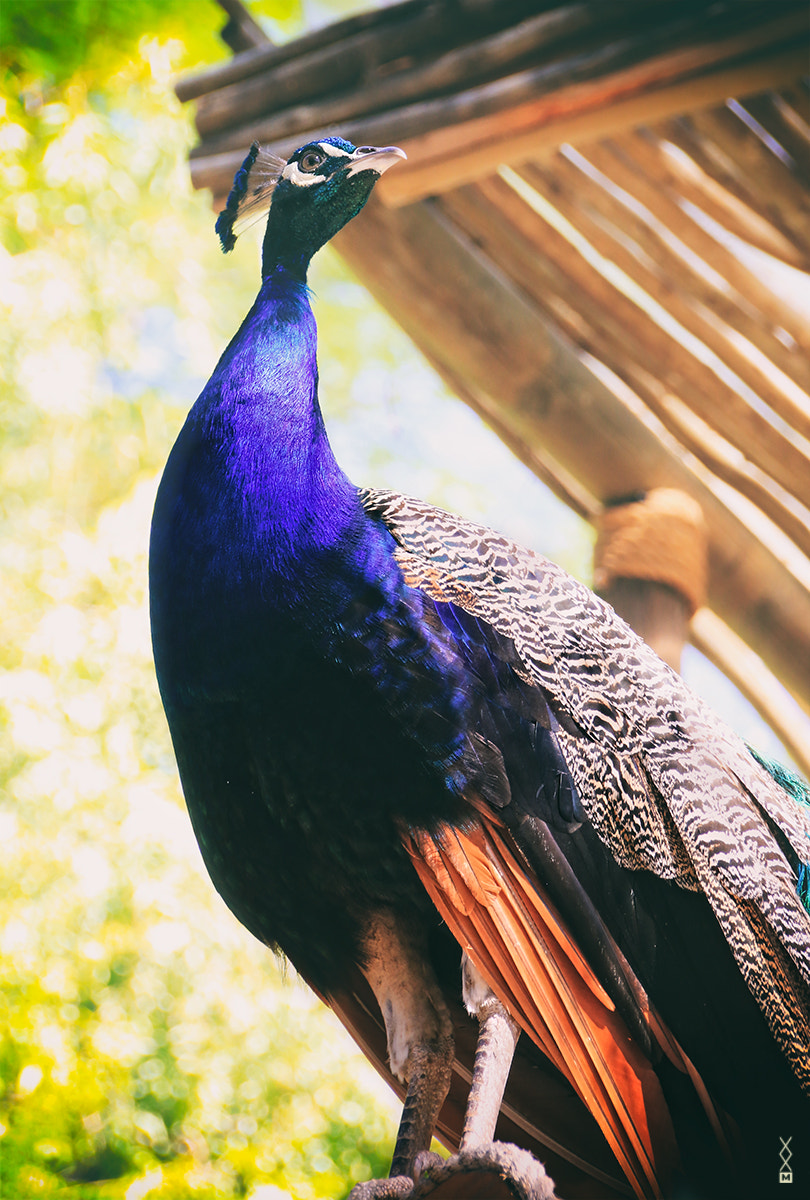 Canon EOS 70D sample photo. Peacock photography