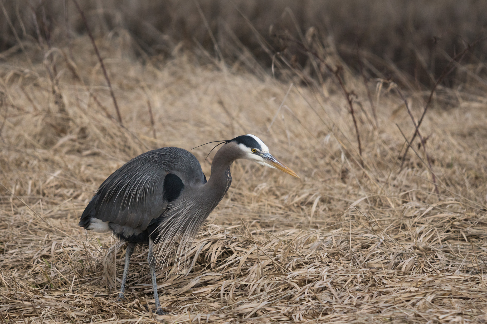 Sigma 50-500mm F4.5-6.3 DG OS HSM sample photo. On the hunt photography