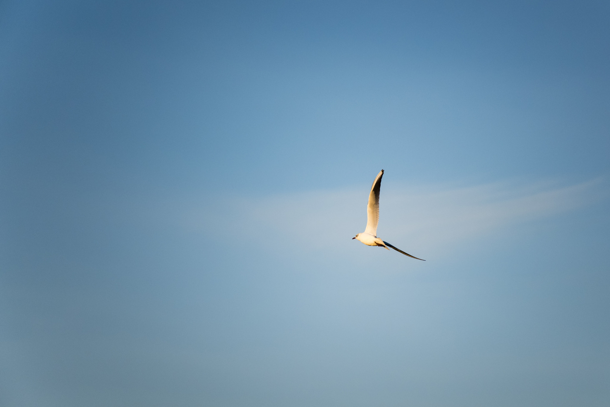 Nikon D810 sample photo. Richmond park photography