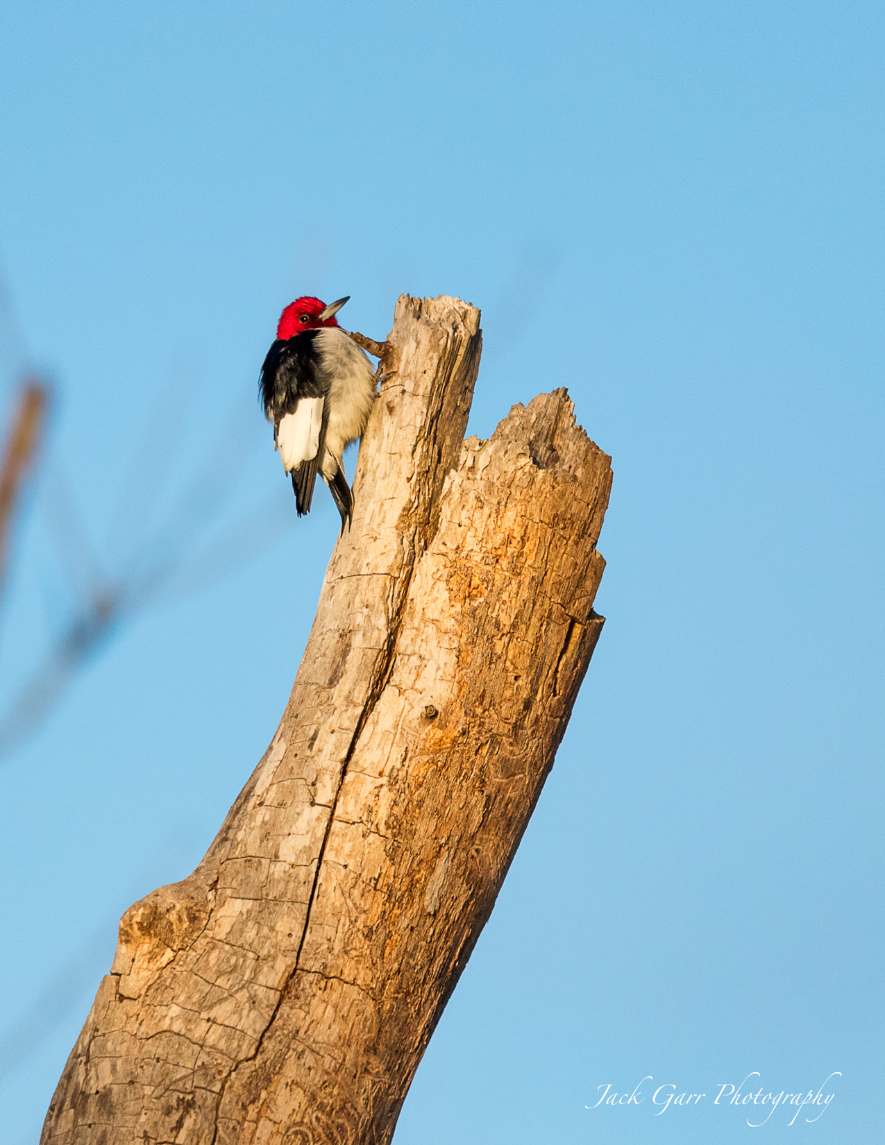 Canon EOS-1D X Mark II + 150-600mm F5-6.3 DG OS HSM | Sports 014 sample photo. Red-headed woodpecker photography
