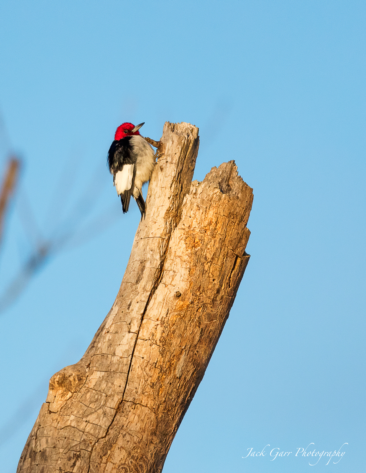 150-600mm F5-6.3 DG OS HSM | Sports 014 sample photo. Red-headed woodpecker photography