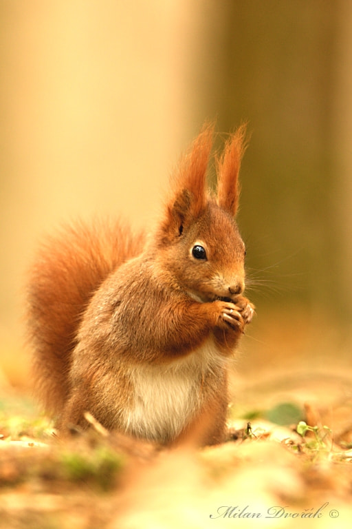 Canon EF 300mm F2.8L IS USM sample photo. Afternoon prayer squirrels photography