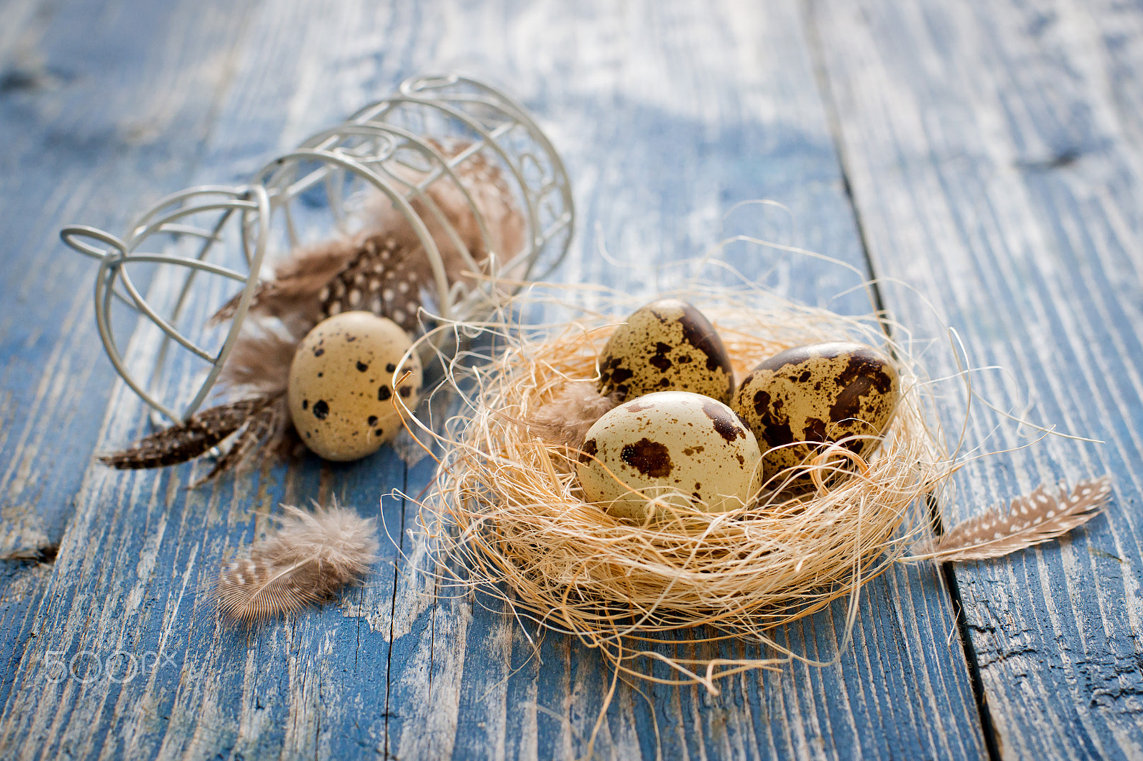Nikon D800 + Nikon AF Nikkor 50mm F1.4D sample photo. Quail eggs on a blue wooden background photography