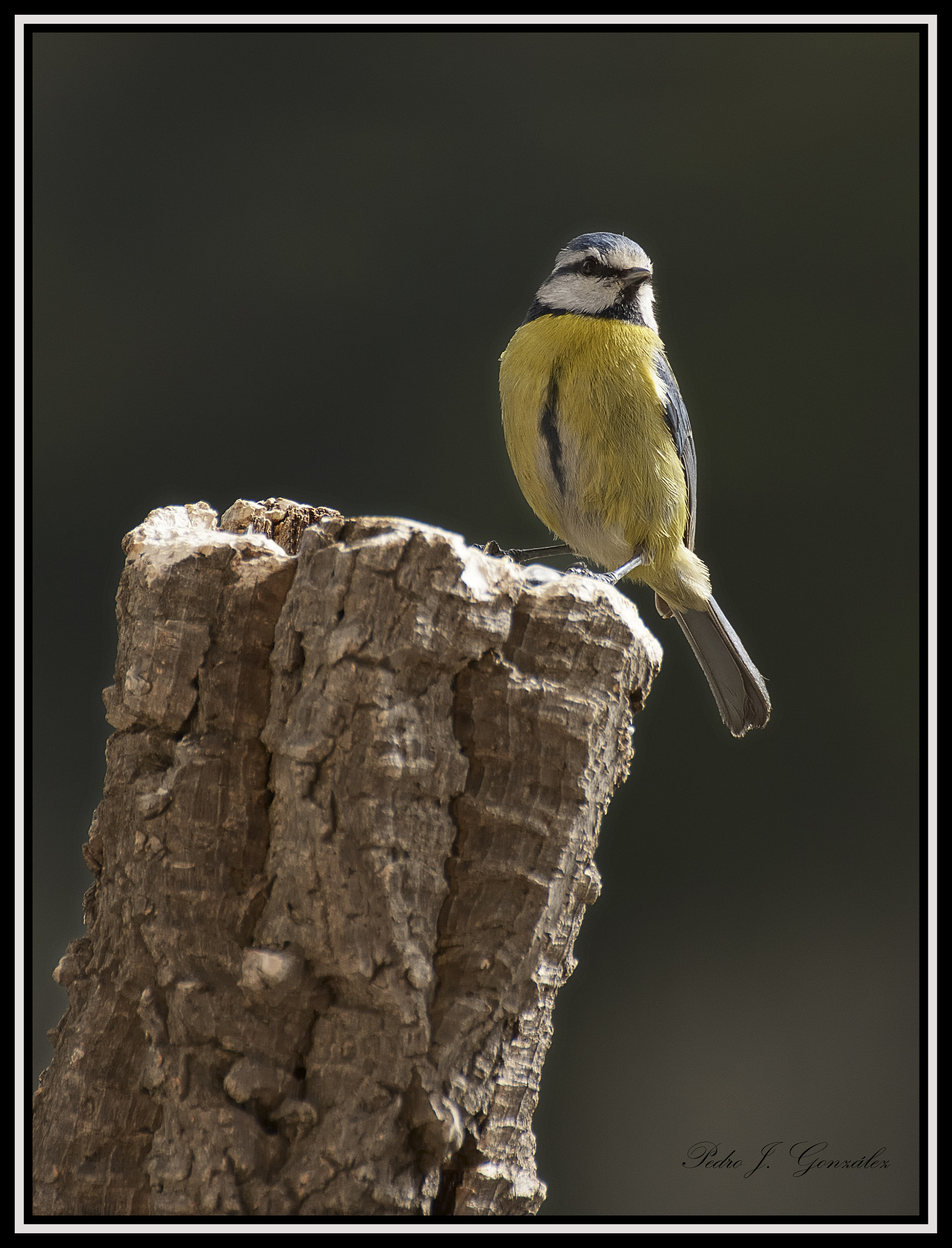 AF Zoom-Nikkor 35-80mm f/4-5.6D + 2x sample photo. Herrerito photography