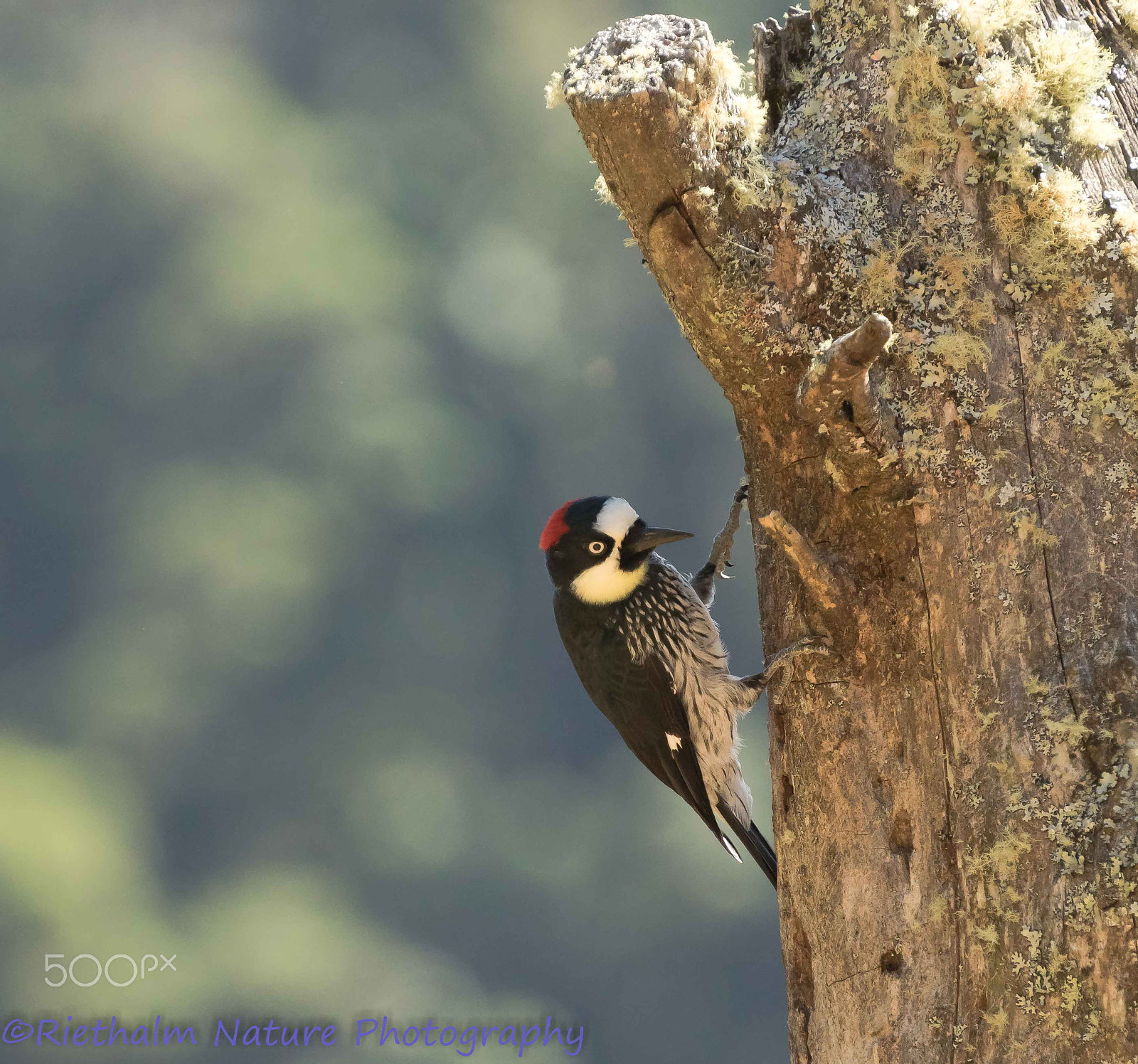 Canon EF 70-200mm F4L USM sample photo. Acorn woodpecker / eikelspecht photography