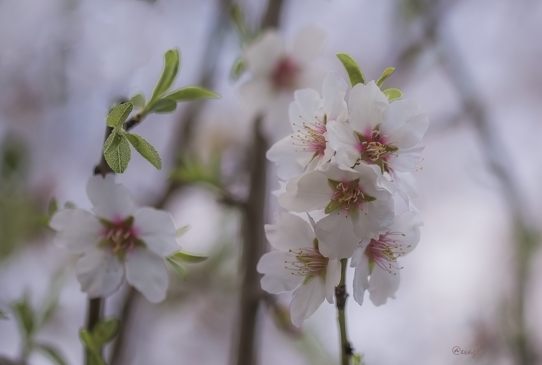 Sigma 105mm F2.8 EX DG OS HSM sample photo. Mandorlo photography