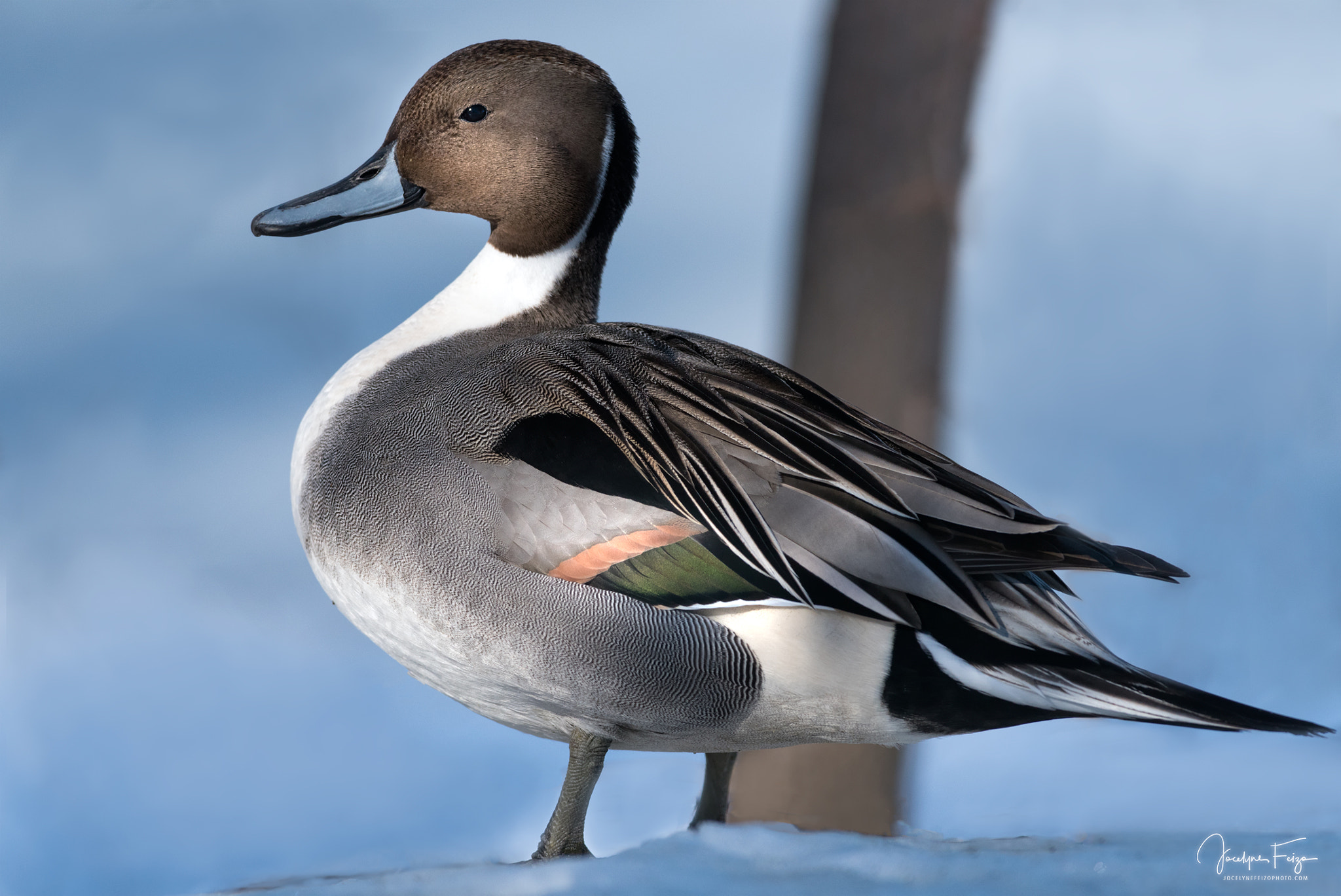 Nikon D750 + Nikon AF-S Nikkor 300mm F4D ED-IF sample photo. Mister pintail photography