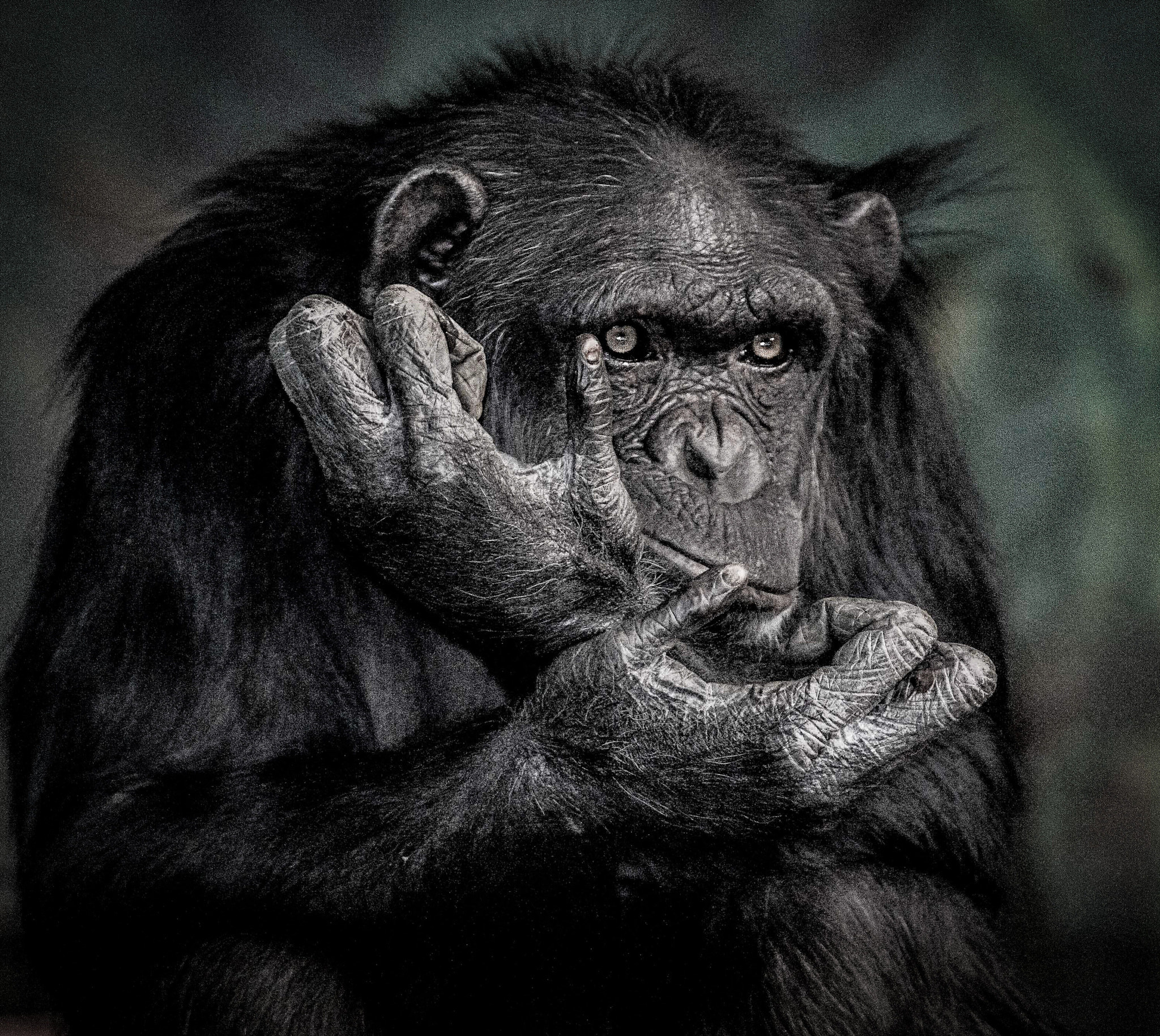 Nikon D800 + AF Nikkor 180mm f/2.8 IF-ED sample photo. Problem solving chimp photography