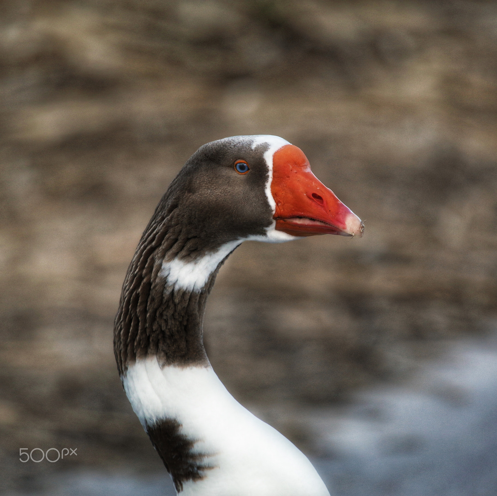 Canon EF 100-400mm F4.5-5.6L IS USM sample photo. This one thought i had food... photography