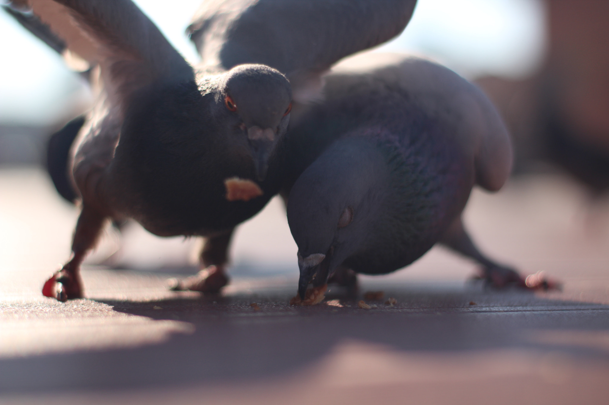 Canon 50mm sample photo. Birds photography