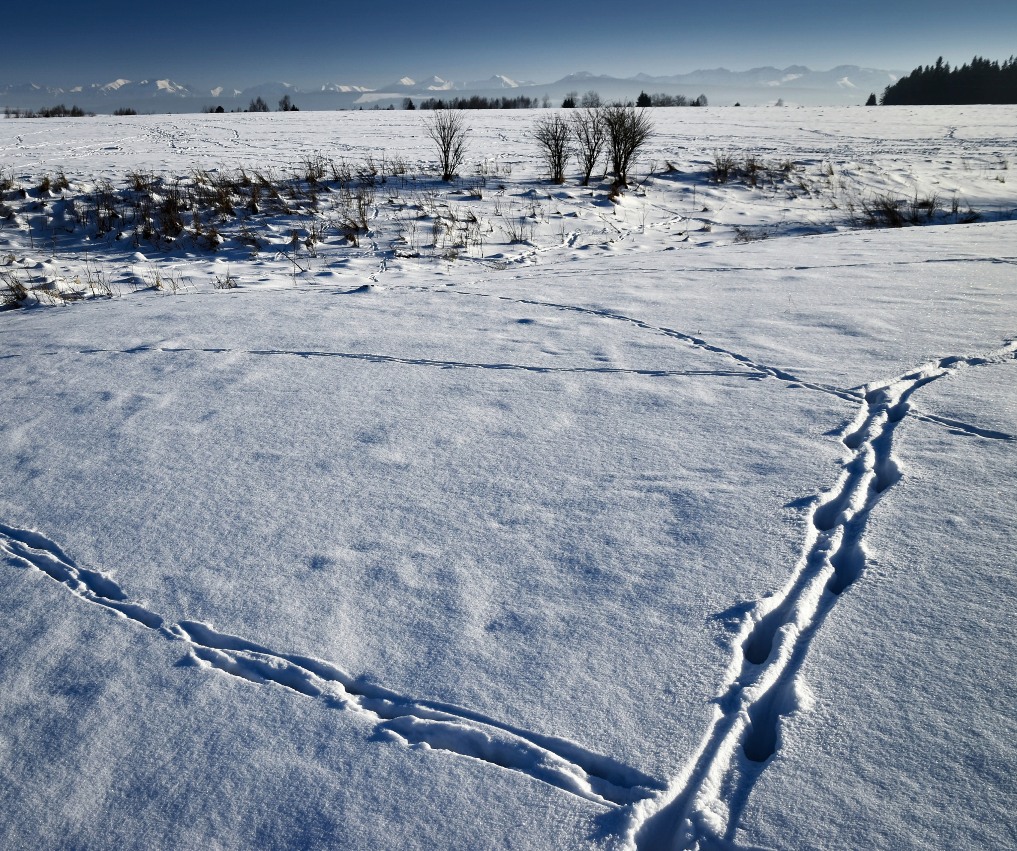 Nikon D5500 sample photo. Winter snowy landscape photography