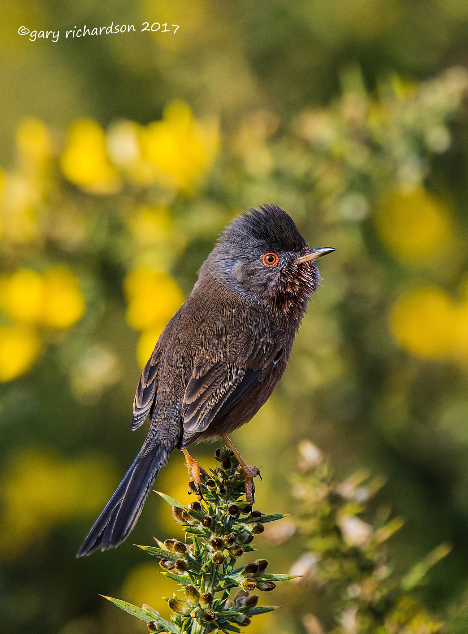 Nikon D810 sample photo. Dartford warbler photography