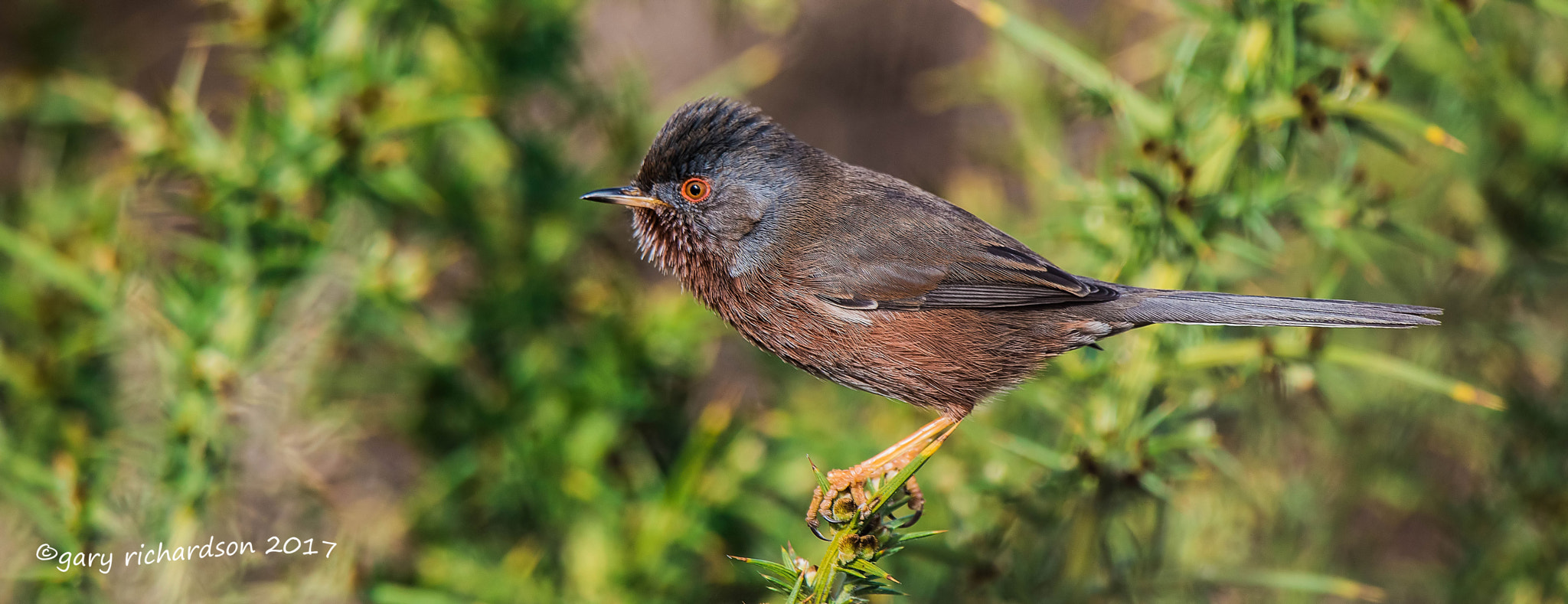 Nikon D810 sample photo. Dartford warbler photography