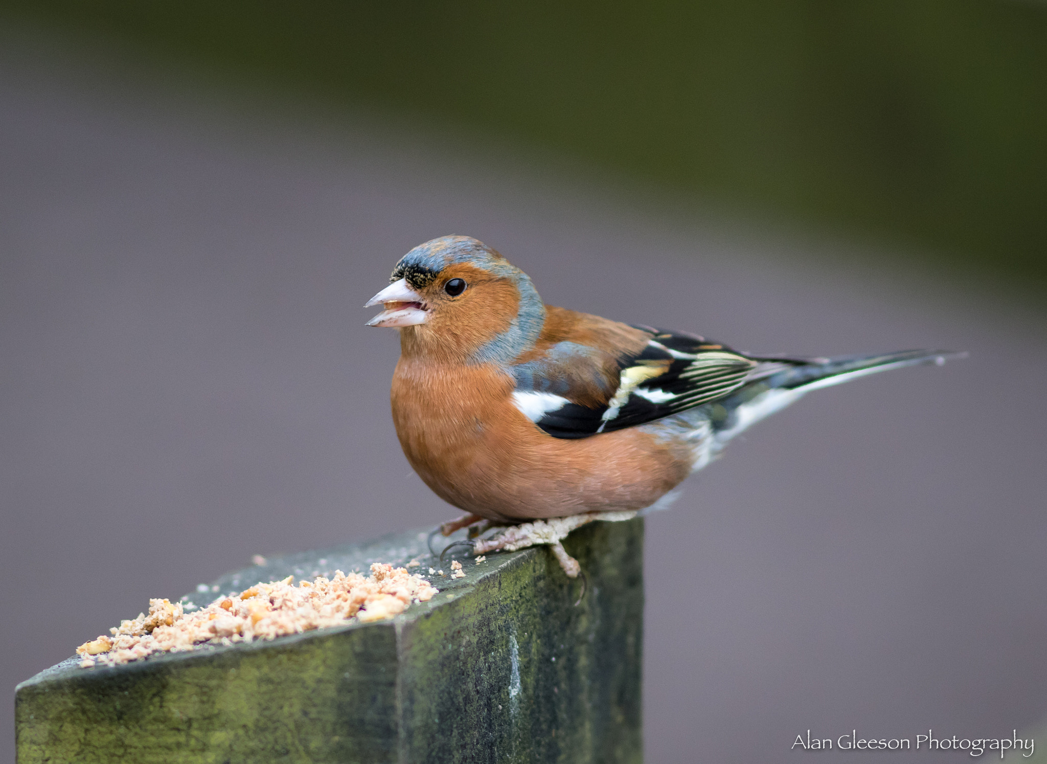 Canon EF 300mm F4L IS USM sample photo. Chaffinch photography